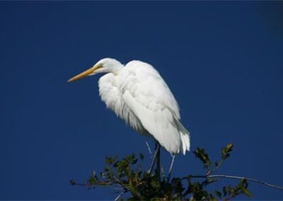 Cape May Nature- Bird perched on branch
