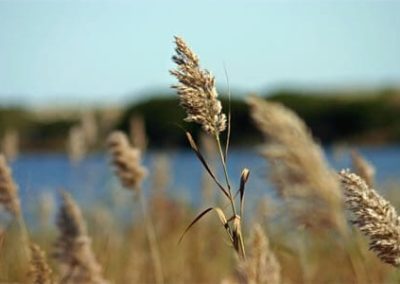 Cape May Nature- local vegetation and lake in background.