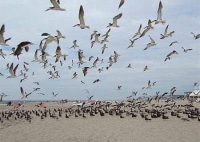 Cape May Nature- birds on beach