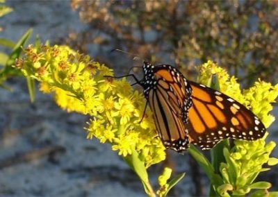 Cape May Nature-Butterfly on flower.