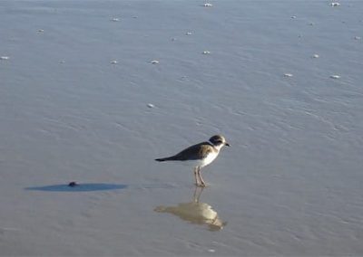 Cape May Nature- small bird standing on beach