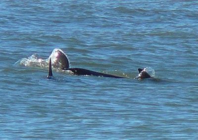 Cape May Nature- small whales swimming