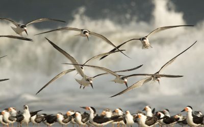 Things to do Outside in Cape May: Birding